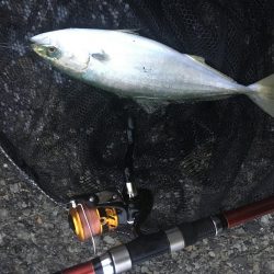 あたりは朝一のみ